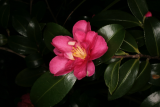 Camellia sasanqua RCP11-10 039.jpg